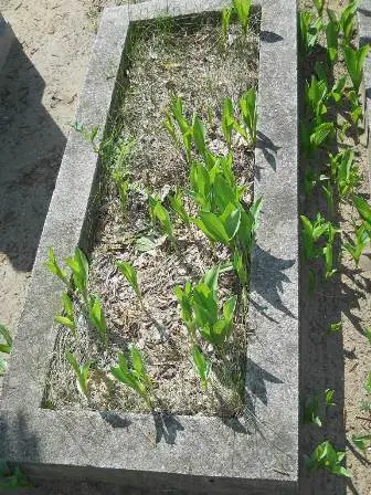 Zdjęcie grobu 30/68