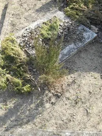 Zdjęcie grobu 5/100