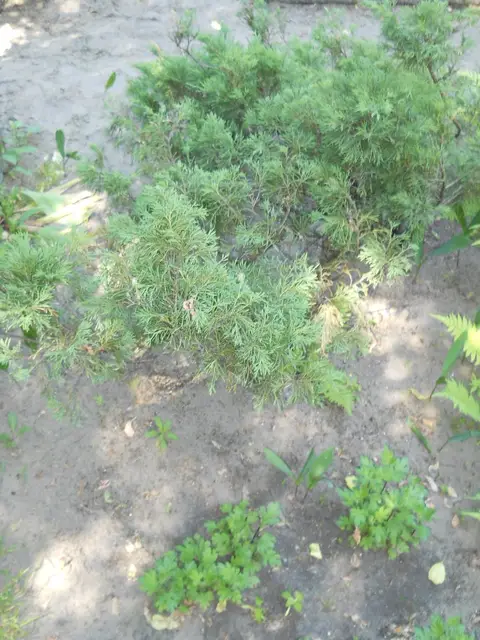 Zdjęcie grobu 8A/10260