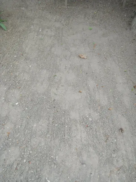 Zdjęcie grobu 7/10890