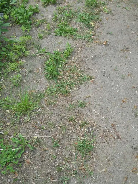 Zdjęcie grobu 7/10834
