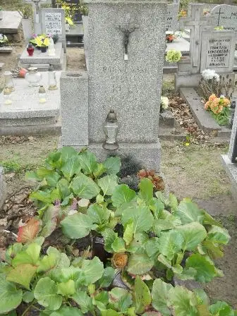 Zdjęcie grobu 9/100