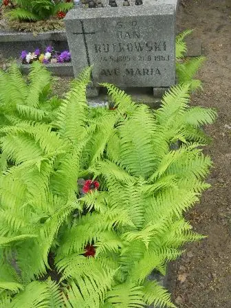Zdjęcie grobu 32/81
